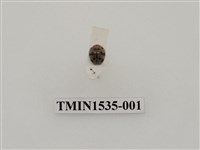 藏品(茄二十八星瓢蟲)的圖片